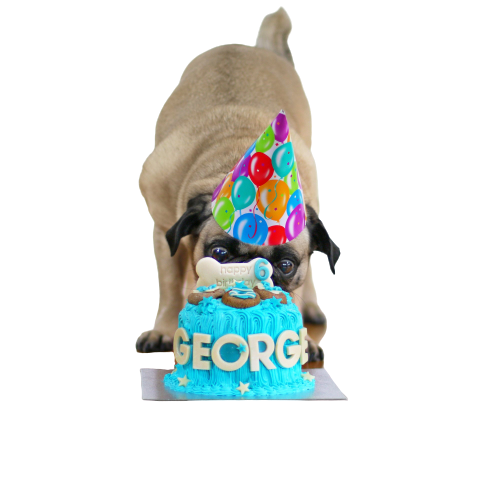 Dog Cakes Melbourne Miss Drew’s Bakery & Dog Café